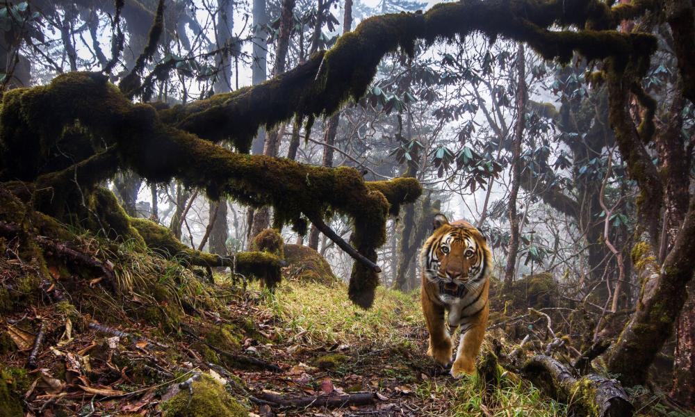 A tiger stares out from its lush forest habitat, traversing one of a series of dedicated wildlife corridors between the National Parks of Bhutan. Emmanuel Rondeau.jpg