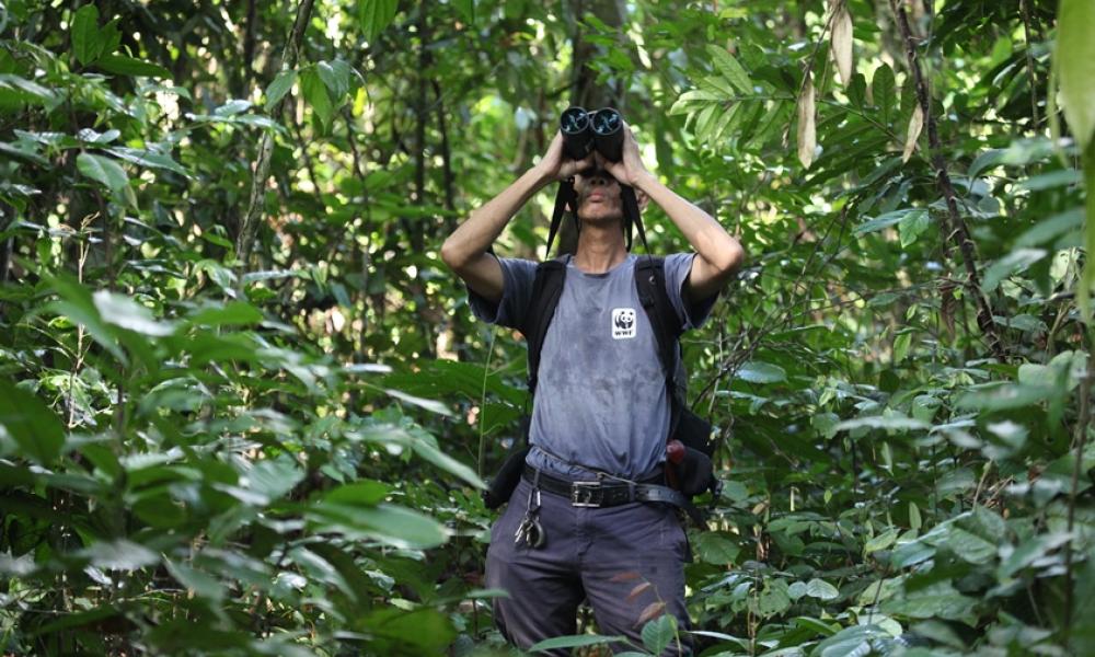 A member of the WWF team searching for orangutan nests, Bukit Piton Forest Reserve, Borneo © WWF-Malaysia