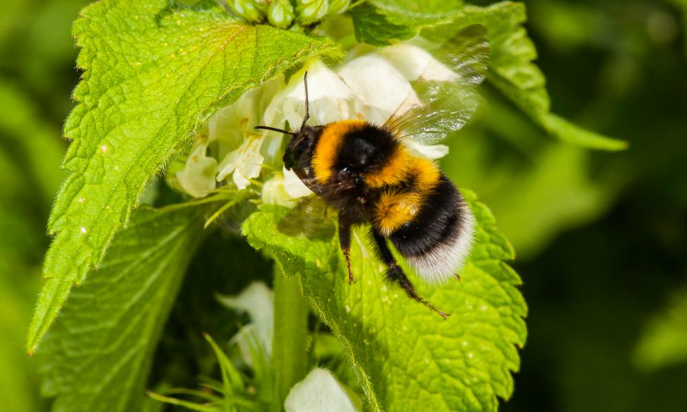 Garden bumblebee (Bombus hortorum), a queen visiting a white nettle (Lamium album).