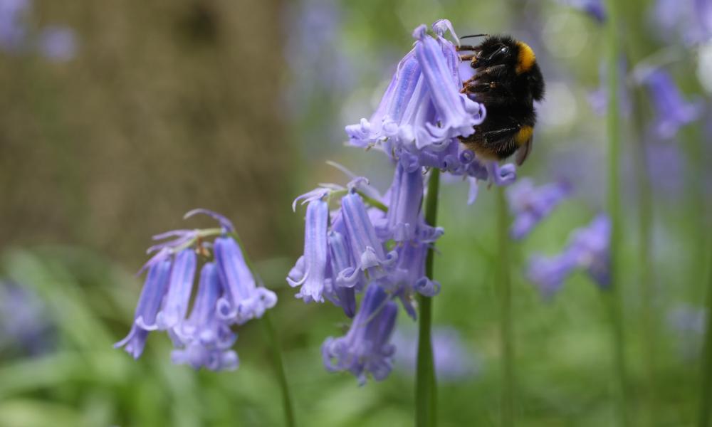 Bee 3