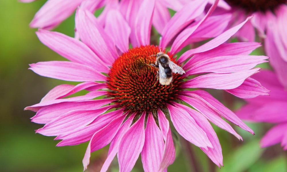 Bee 1