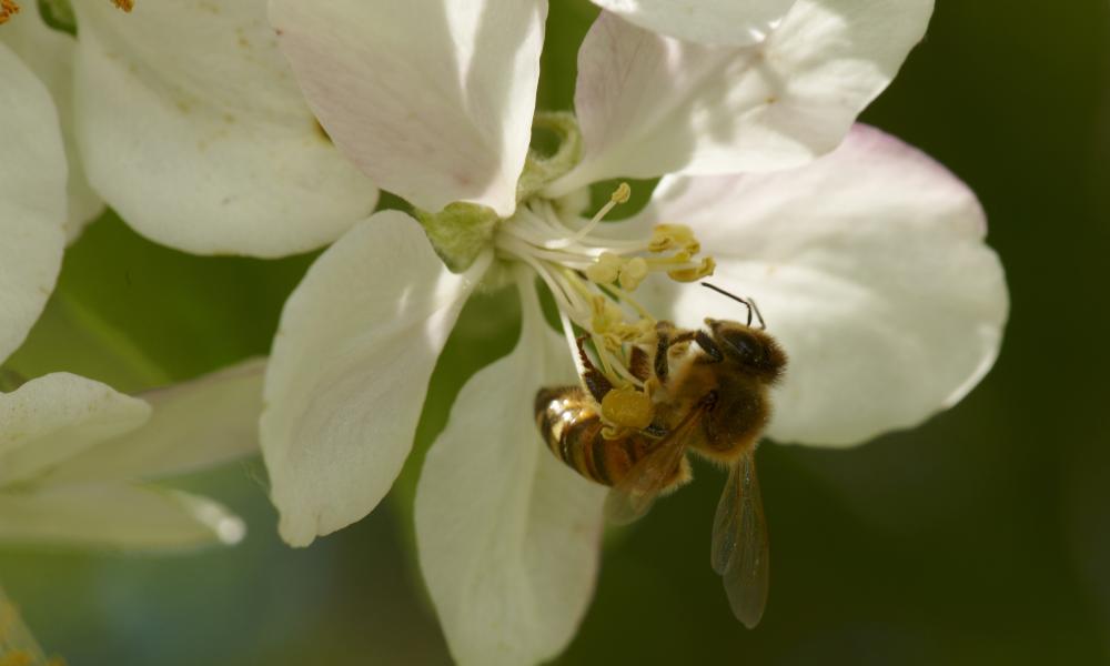 Western honey bee on apple blossom