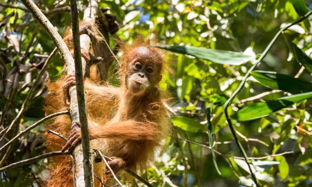 10 Facts About Orangutans Wwf