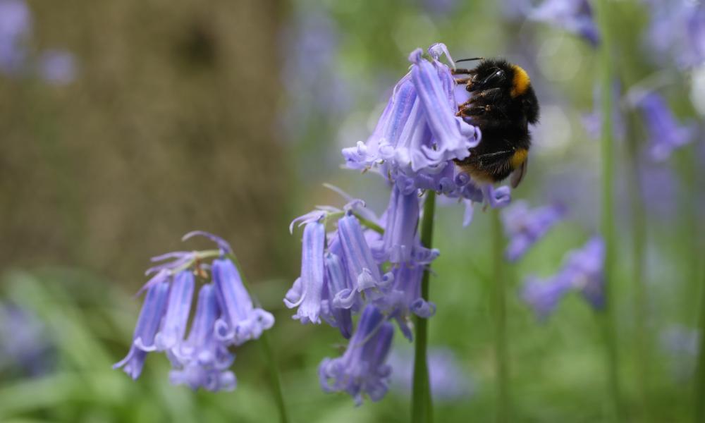 Bumble bee in a bluebell forest