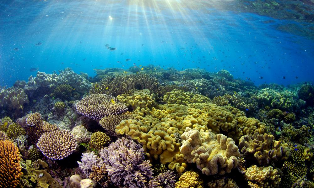 Sunlight illuminates the coral at the Great Barrier Reef, Queensland, Australia.