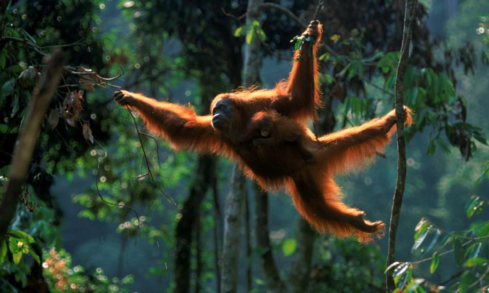 Sumatran orangutan swinging through the trees with her baby © naturepl.com / Anup Shah / WWF
