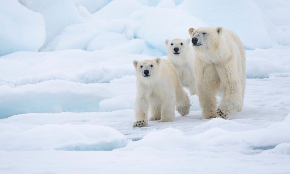 The Diary Of A Polar Bear Researcher Wwf The Diary Of A Polar Bear Researcher Wwf