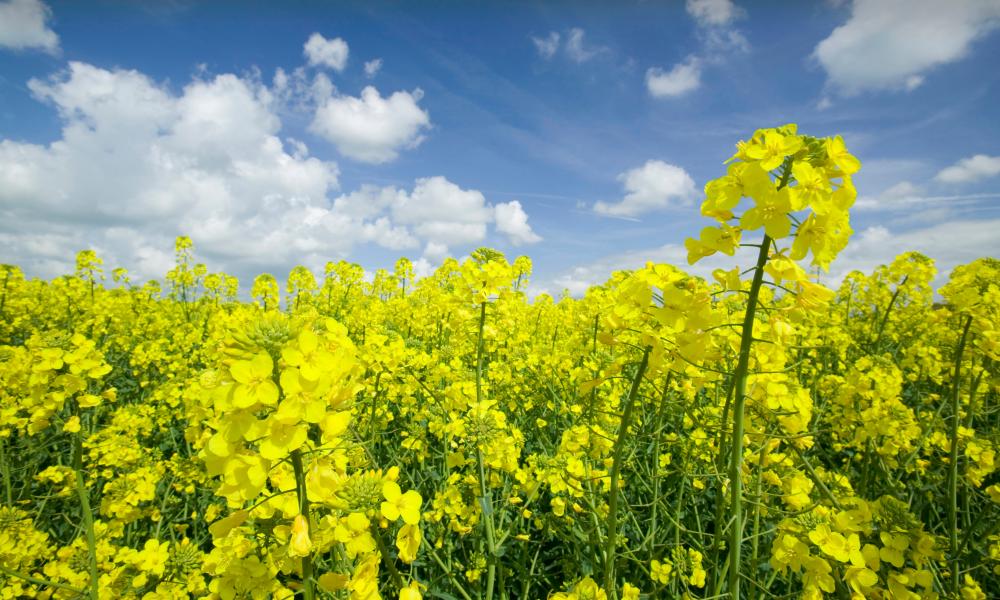 Rapeseed growing in a field in Cheshire, UK. The rush to grow crops for biofuels is pushing up food prices and in some cases is just as carbon intensive as the oil based fuels it replaces.