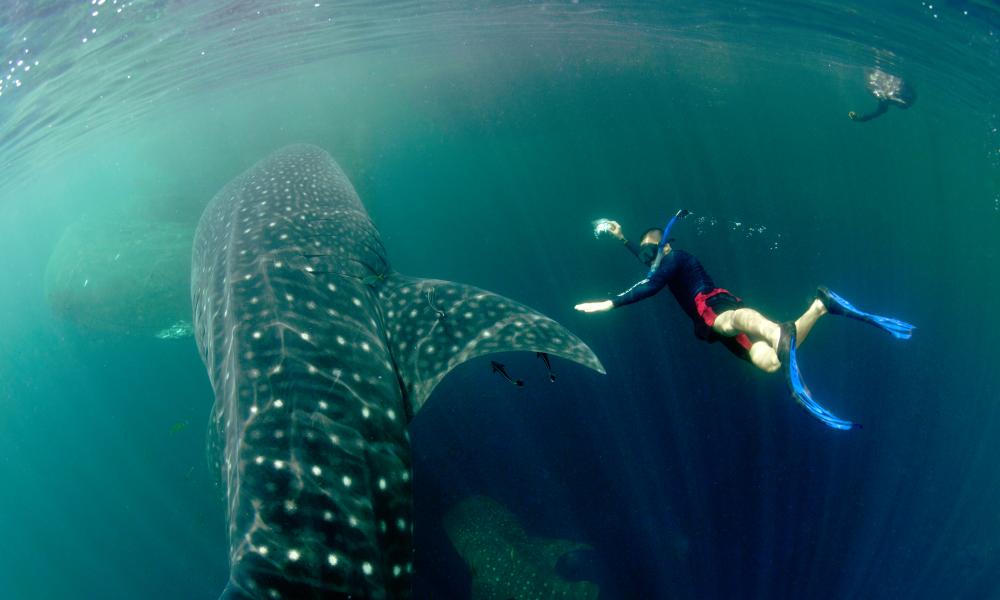 Whale shark (Rhincodon typus) with diver