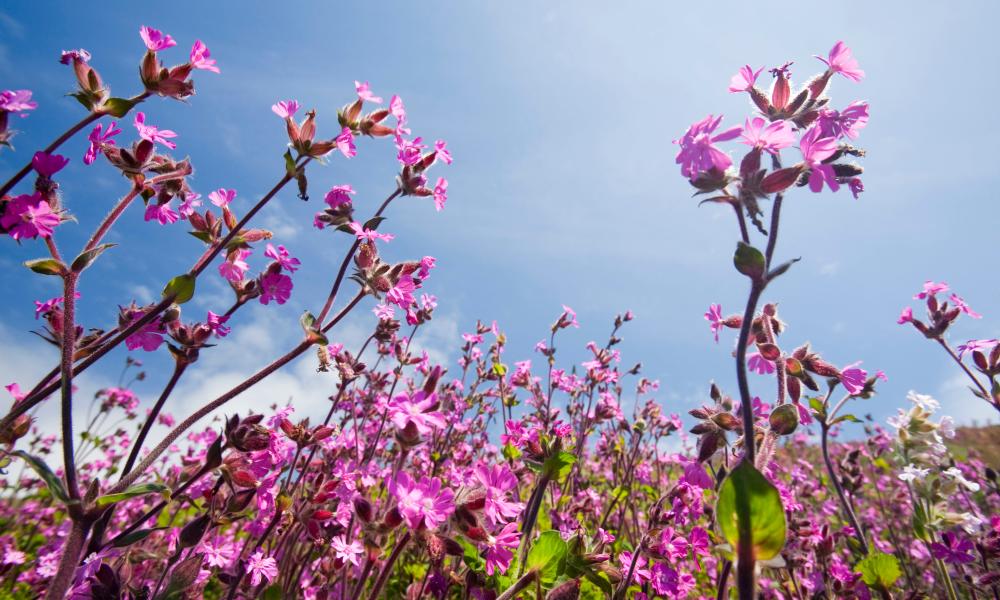 Wildflowers