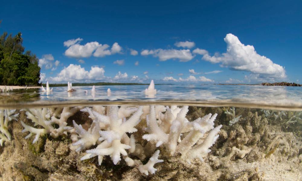Coral bleaching