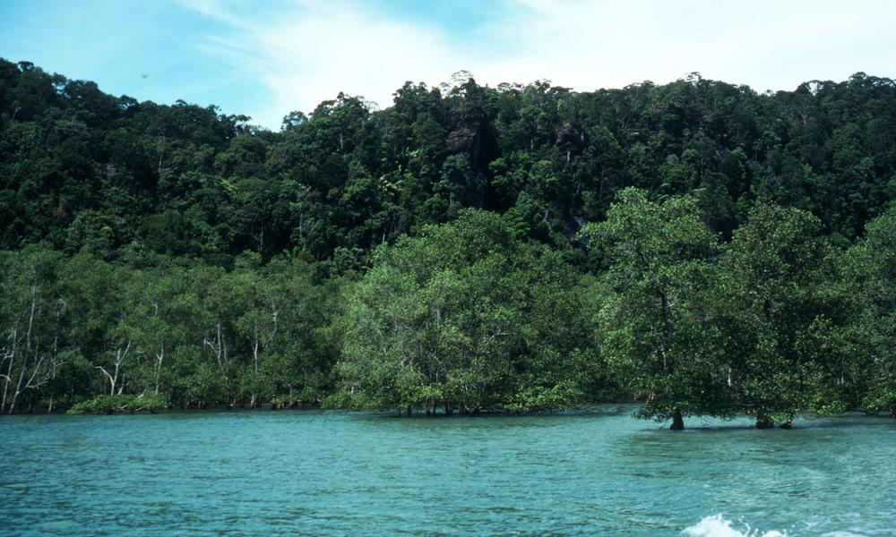 Mangrove forest. Bako National Park, Sarawak (Borneo), Malaysia.