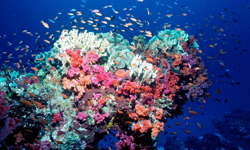 Coral beginning to bleach as temperatures rise, Fiji