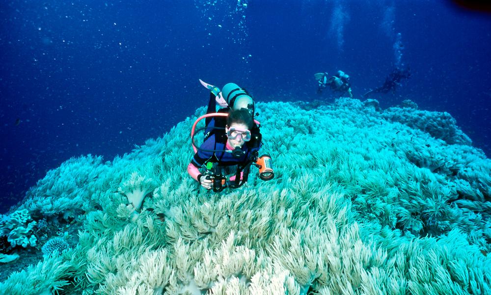 Once thriving, colourful reefs can bleach and eventually die