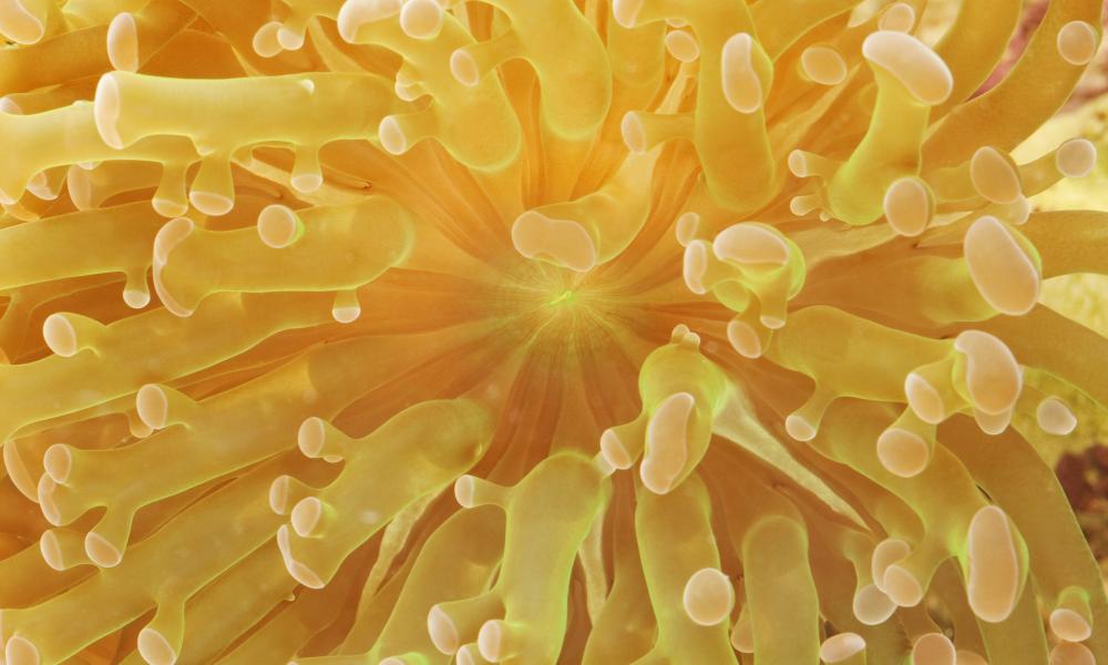 Frogspawn Branching Coral