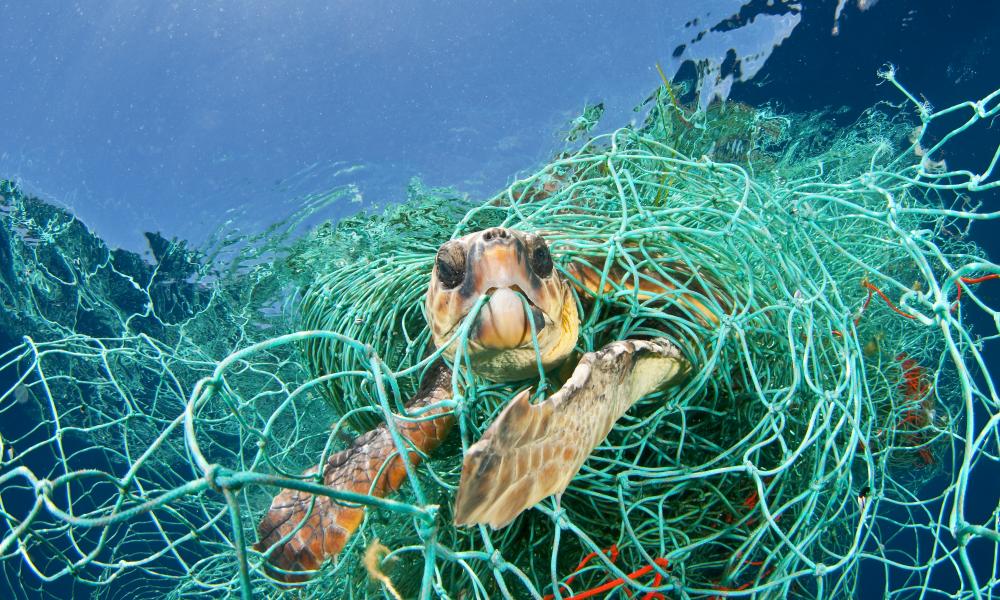 Loggerhead turtle trapped in a drifting abandoned net, Mediterranean Sea