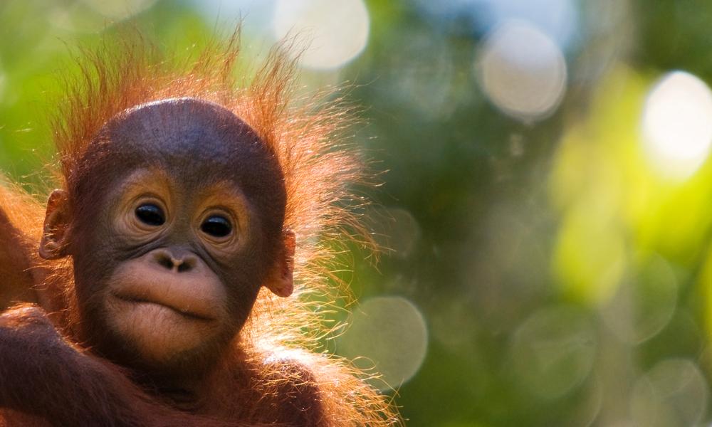 Orang utan baby (Pongo pygmaeus) head portrait of baby, Semengoh Nature reserve, Sarawak, Borneo, Malaysia. Endangered.