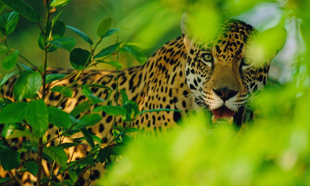 Male jaguar, Brazil