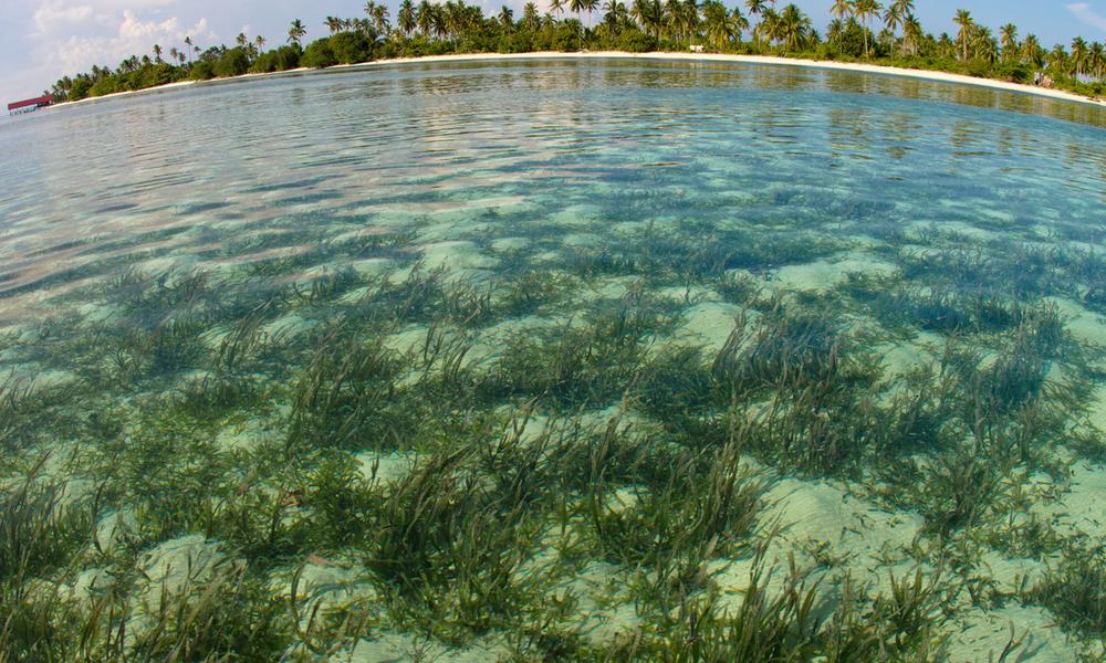 Seagrass Ground Truthing, Kulapuan Island
