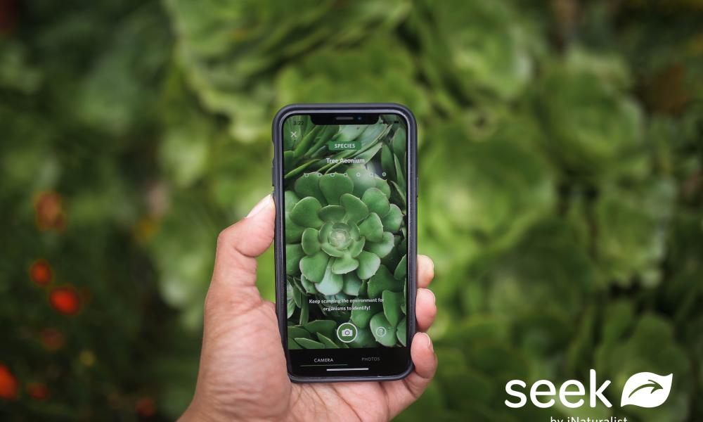 A person using the seek app A person points their camera at a plant which identifies the species