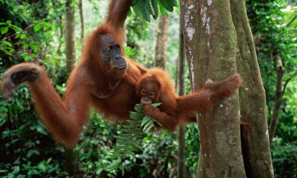 Sumatran orangutan mother and baby
