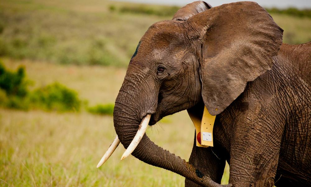 A GPS collared African elephant