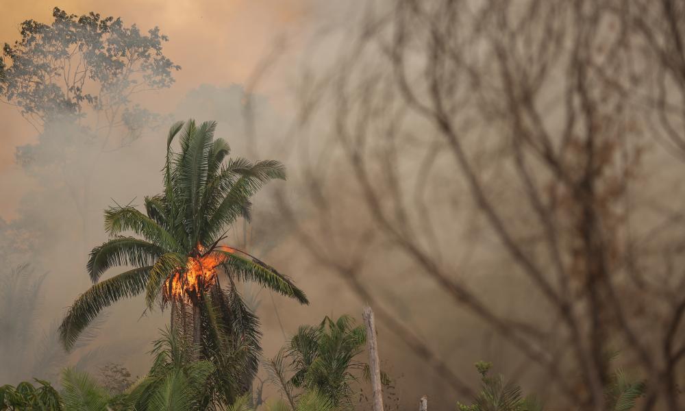 Single tree on fire in the Amazon