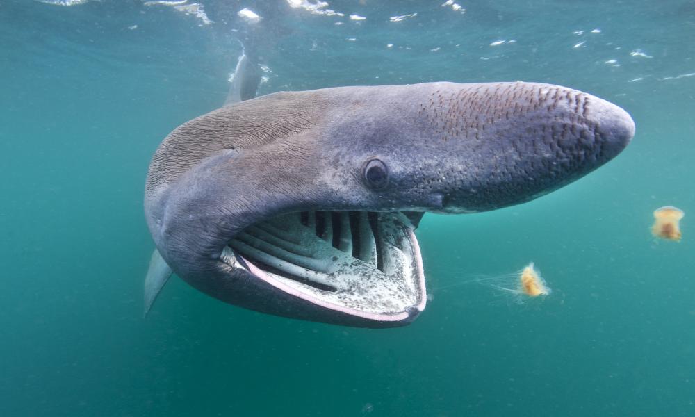 Basking sharks © Alexander Mustard