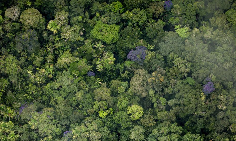 Pristine amazon jungle