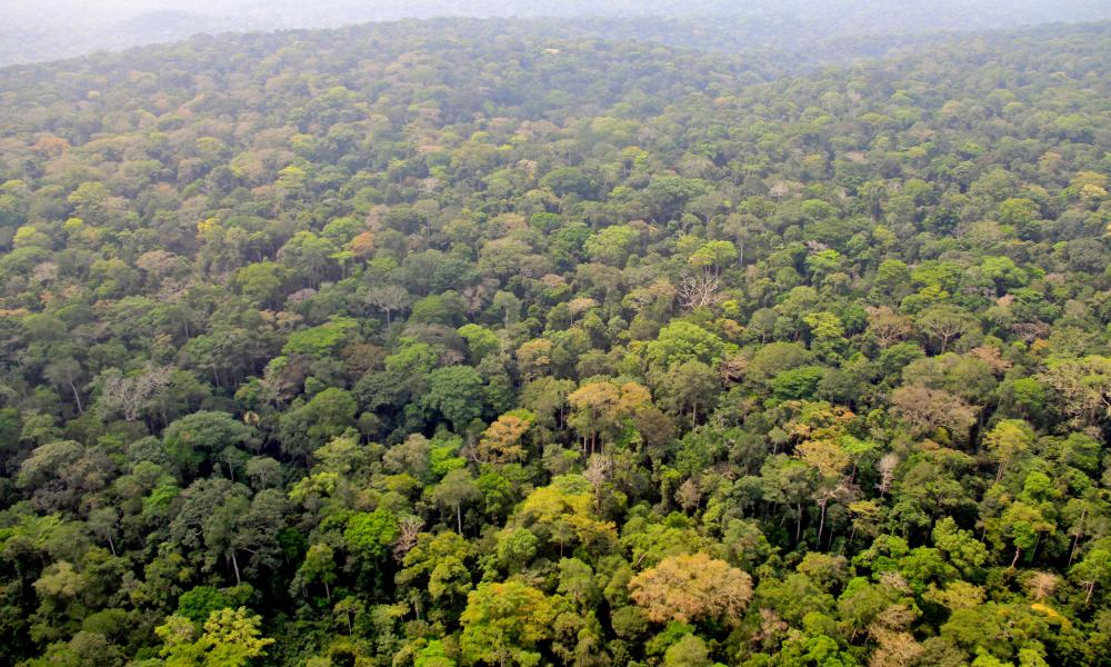 Aerial view of Central African rainforest, Southeastern Cameroon © Carlos Drews