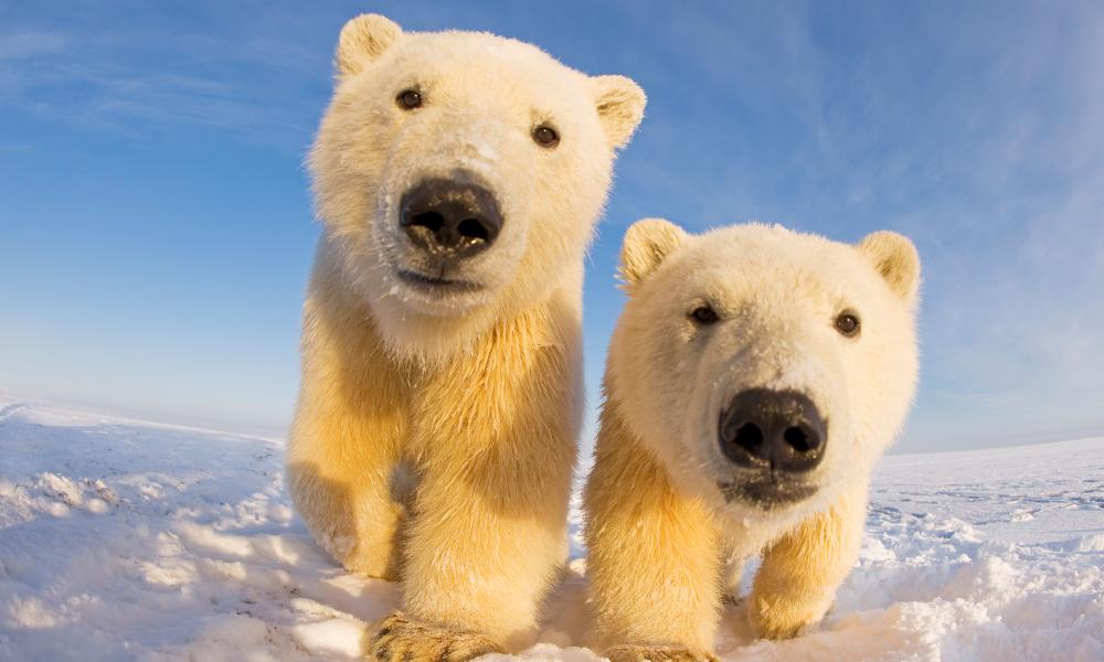 Two curious young Polar bears