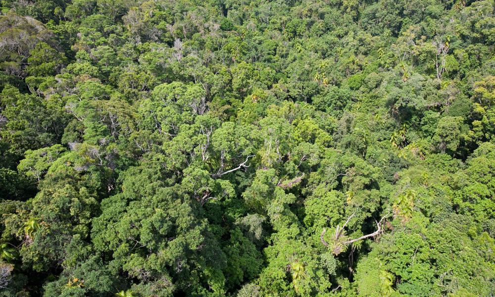 The forest canopy of the Daintree rainforest in northern Queensland, Australia.