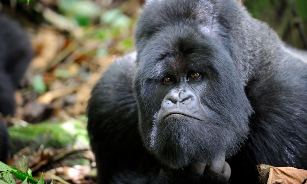 male silverback mountain gorilla (Gorilla gorilla beringei) looking curious, Volcanoes National Park, Rwanda, Africa