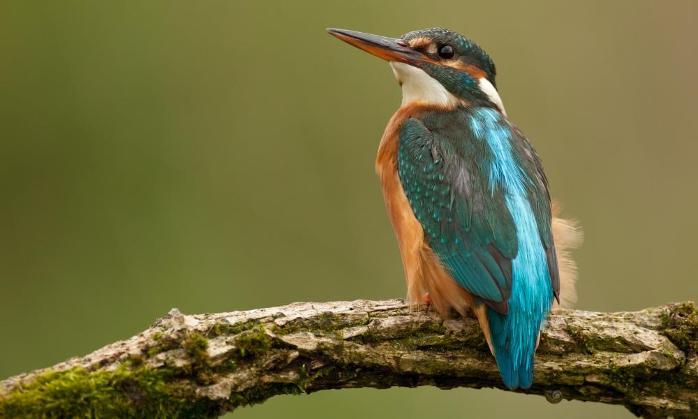 Kingfisher