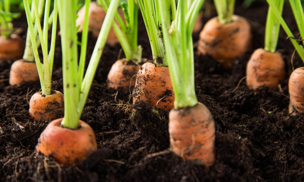 Making Our Food System Sustainable
