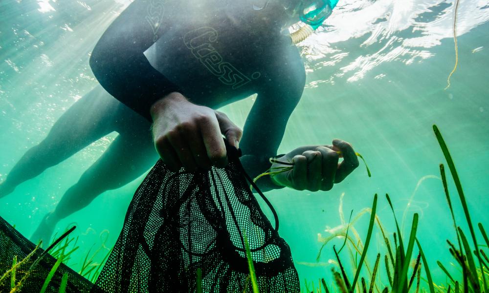 Diver collecting seagrass