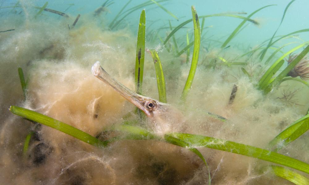 Pipe fish in seagrass