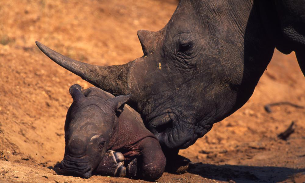 White rhino with newborn calf, South Africa