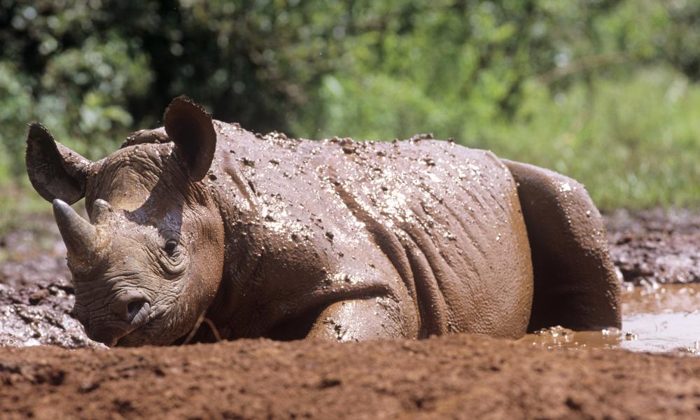 Young black rhino, Kenya