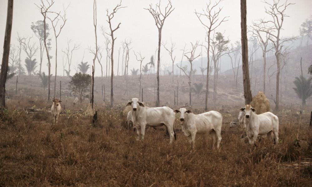 Herd of cows in burnt forest, Amazon, Brazil