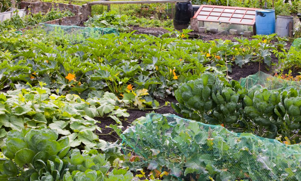 Allotment © Global Warming Images / WWF