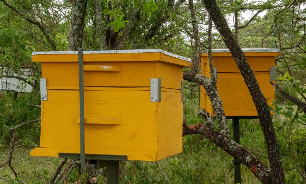 Beekeeping for Elephants