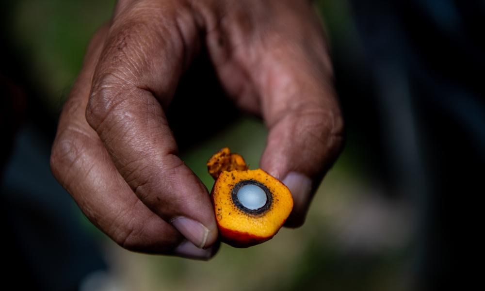 An oil palm fruit and the kernel inside