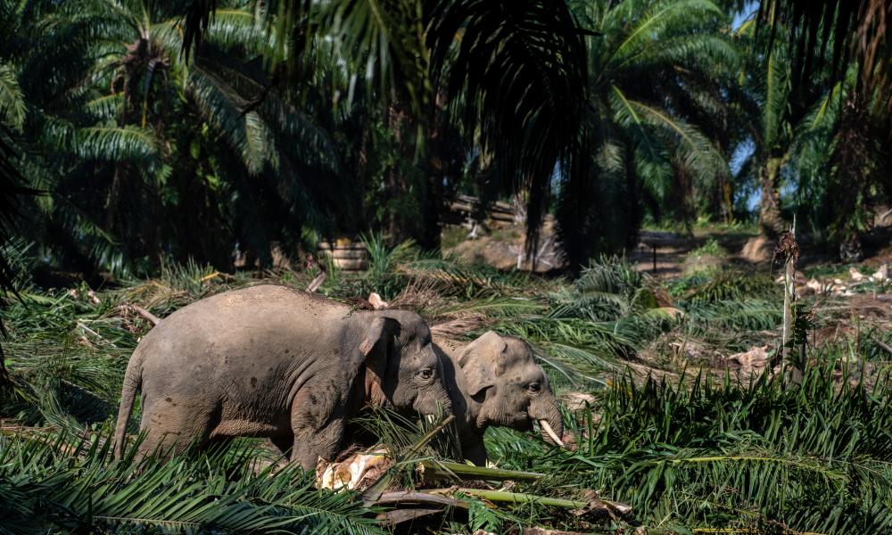 Borneo elephant walks through plantation