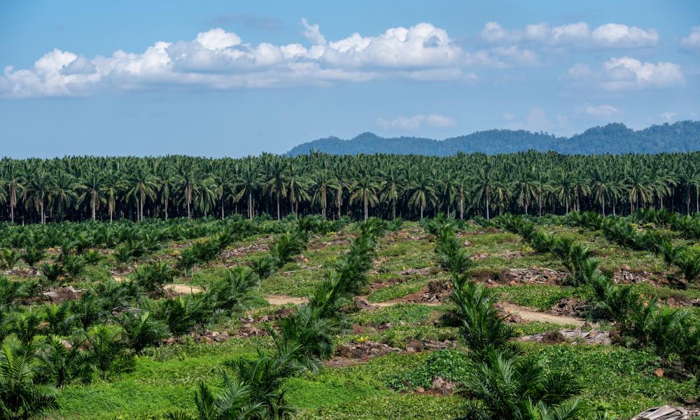 Oil palm plantations © Chris J Ratcliffe / WWF-UK
