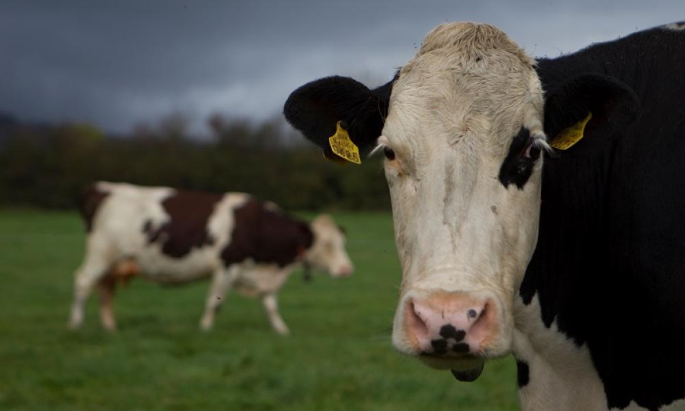 Dairy cows grazing a paddock on the orgainc dairy farm
