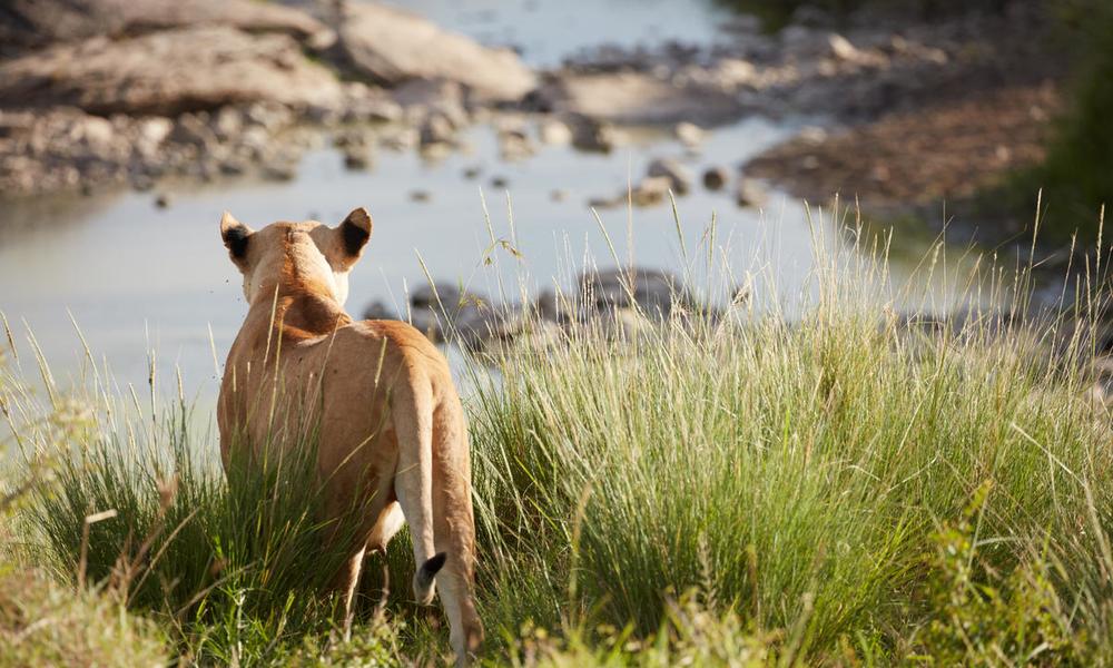 Lioness at the Olare Orok Conservancy