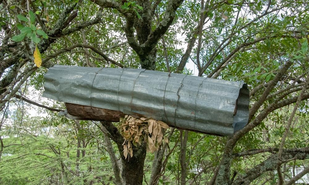 Traditional log hive