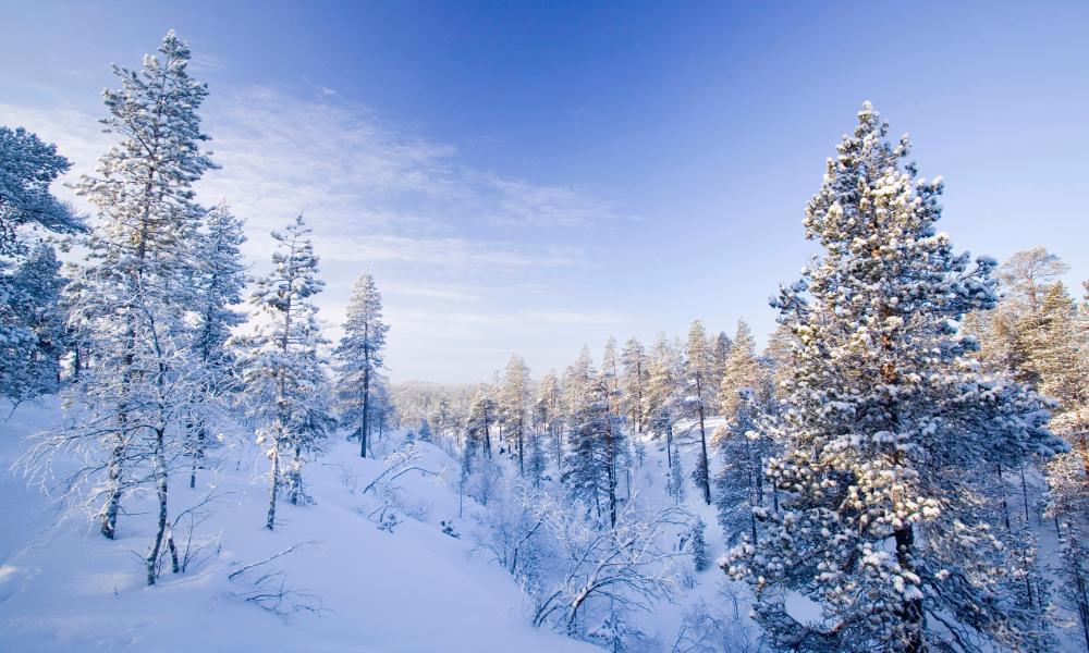Winter Forest