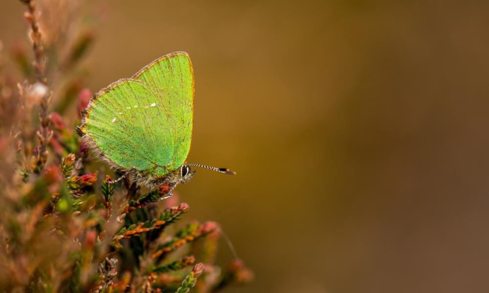 Moth
